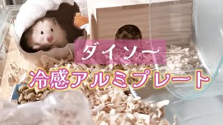 ダイソーのひんやり冷感アルミプレート I bought a cool aluminum plate for Omochi. ☆ English subtitles かわいいハムスター hamster