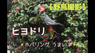 【野鳥撮影】ヒヨドリ　椿の花