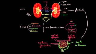 La filtration glomerulaire