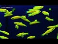 aquatic serenity deep meditation with cool sounds aquarium