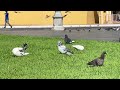 pigeon courtship secrets exposed