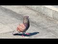 pigeon courtship secrets exposed