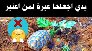 سلاحف خطيرة تبيد المحاصيل الزراعية