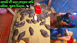 আপনি কীভাবে কোয়েল পাখি মহিলা,,পুরুষ চিনবেন,,🐦