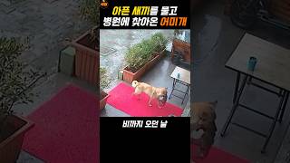 강아지를 입에 물고 동물병원에 찾아온 어미개