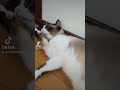 毛ずくろい中にｶｼｬｯ Σp 【〇】 ω･´ ai漫画 可愛い ショート動画 猫 ネコ シャム猫 shorts short tiktok