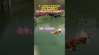 主人訓練狗子聽指令跳水，4只狗 800個心眼兒，網友：這下知道邊牧為什么不能當警犬了 #家有萌寵