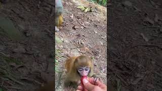 Monkey Ate Mangos || One Of The Favourite Fruits Of Monkey ,  Monkeys Are Feeding With Their Baby.