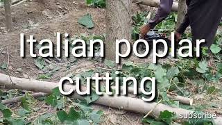 Italian poplar cutting after sale 50 trees sale for 2 lakh 03120151856