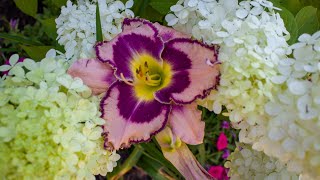 Planting Daylilies in the Front Bed