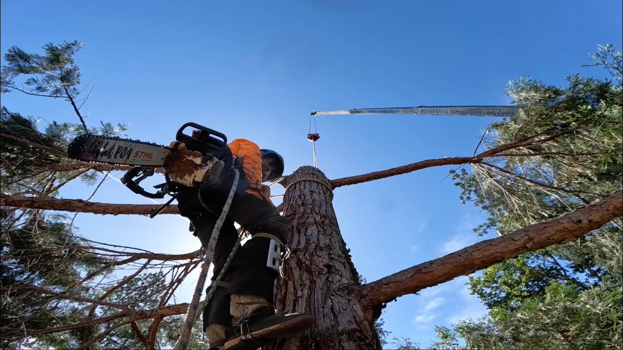 Complete Tree Removal Youtube