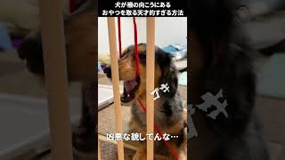 【IQ200】犬が柵の向こうにあるおやつ取る方法が天才すぎたｗｗｗ【ミニチュアダックスフンド/シルバーダップル】#shorts  #天才犬  #ダックス