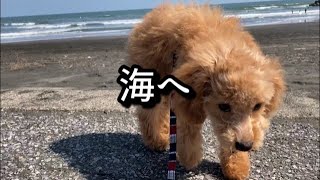 トイプードル子犬の初めての散歩で海へtoy poodle