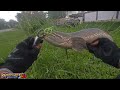 VidLog#28 - KANKORE by TSF+ | Terjah Lubuk Haruan@Jalak | Sabah Street Fishing @thaistreetfishing