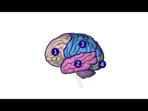 How does the brain work psychology?