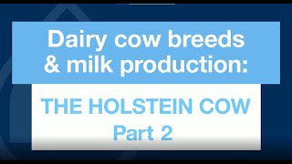 Dairy cow breeds \u0026 milk production: the Holstein cow – Part 2