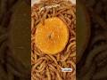 1000 Mealworms VS ORANGE FRUIT Timelapse  Mealworms  eating  ORANGE FRUIT  #timelapse  #mealworms