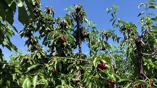 Things to do - Bay Area Cherry Picking