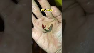 Spill Kondisi Anakan Ikan Cupang Jenis Alien Wild Betta Sekarang !!