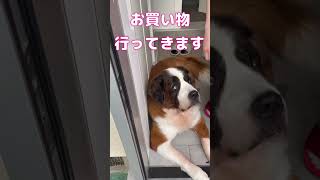 超大型犬みんなにお留守番のお願いしたら、、、 #超大型犬   #shorts