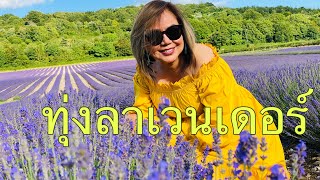 สาวไทยในอังกฤษ เทียวชมทุ่งลาเวนเดอร์กลิ่นหอมกรุ่นทั่วทุ่งเลยค่ะ สวยงามที่สุดจะมีปีละครั้งค่ะ