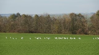 SILBERREIHER am Rückhaltebecken Straußfurt in Thüringen