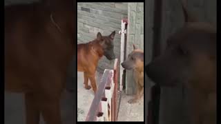 funny puppy see you #puppy #laugh #funny #funnyshorts 搞笑的小狗狗，让我们开心快乐。