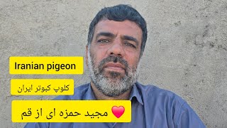 ❤️شهریور ۱۴۰۳ گزارش و مصاحبه با آقای مجید حمزه ای از قم iranian high flyer pigeon