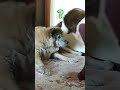 ばあばにチューされ顔が引きつる犬のムーちゃん　〜なに今の？〜