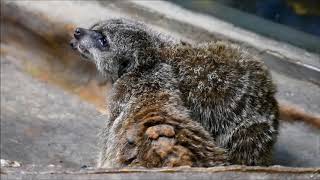 上野動物園の動物たち 2017年10月1日