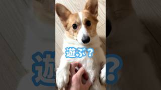 【俊敏】遊びに誘われて飛び起きた犬 #コーギー #ちくわ #shorts