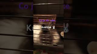 Co je víc cut??🐦🐰