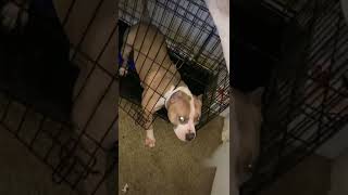 Dog Gets CAUGHT Escaping Cage