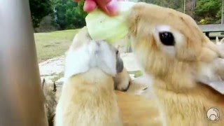 Feeding rabbits at rabbit island, Ōkunoshima (大久野島),