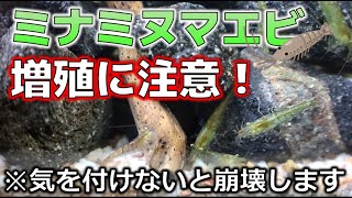 【アクアリウム】ミナミヌマエビは爆増に注意！小型水槽が崩壊します