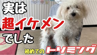 初めてのトリミングで大変身！あまりの変わりように戸惑う先輩犬【トイプードル 】【マルプー】