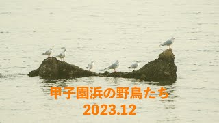 甲子園浜の野鳥