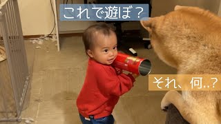 1歳息子に遊びに誘われて困惑する柴犬が可愛い【柴犬姉ちゃんと1歳息子の徒然】