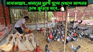 মাসাআল্লাহ,,খামারের মুরগী গুলো দেখলে আপনার চোখ জুড়িয়ে যাবে,,🐓