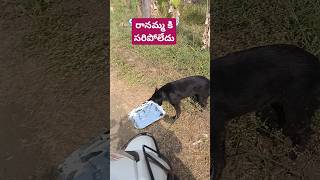 ఇంకా కావాలి మా please #streetdog #telugu #doglover #ytshorts