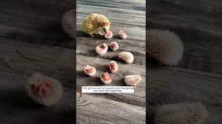 Rescue a hedgehog, and then #animalshorts #shortvideo #animalrescue