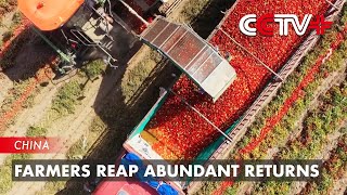 Farmers Across China Reap Abundant Returns by Planting Cash Crops Amid Rural Revitalization