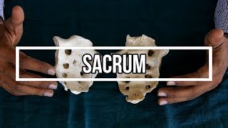 Sacrum