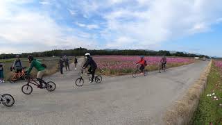 20211030Vlog徳島新聞藤畠記者の為にコスモス畑善入寺島を低速走行のシュールなTyrell縦列行進動画 GH017636