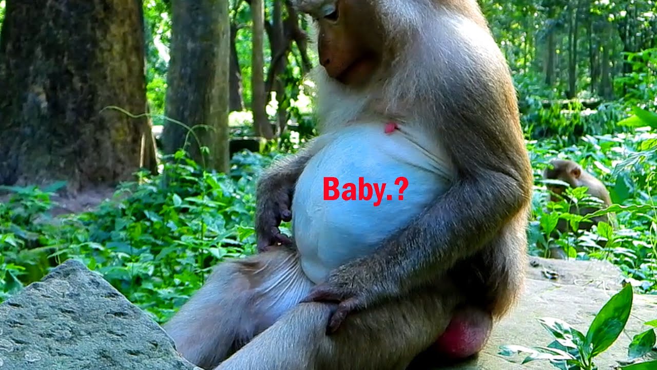Congrats Monkey Ashley Gets Pregnant Ashley Checking Her Tummy Youtube