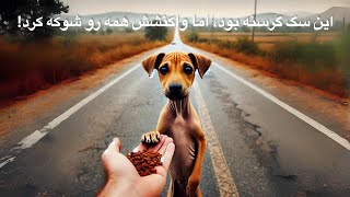 ‏‎نجات سگ‌های گرسنه: غذارسانی به حیوانات | Rescuing Hungry Dogs: Feeding Stray Animals