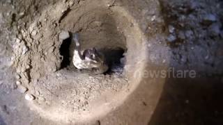 Into the den of a mother Mohave Rattlesnake