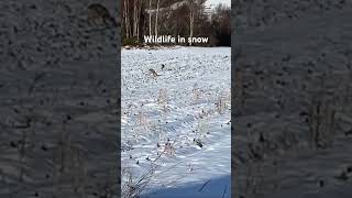 Wildlife in snow #wildlife #wildlifeinsnow #wildlifeanimals