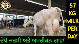 High milk yield cows, ਦੇਖੋ ਸਭ ਤੋਂ ਜਿਆਦਾ ਦੁੱਧ ਵਾਲੀਆਂ ਗਾਵਾਂ ਬਰਾੜ ਡੇਅਰੀ ਫਾਰਮ ਘੋਲੀਆ ਕਲਾਂ ਦੀਆਂ