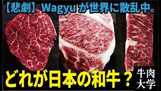 外国産「Wagyu」は何故広まった？海外のWagyu事情と日本和牛の違い